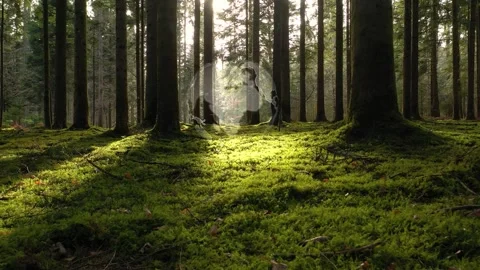 Animated earth planet inside sunny mossy forest landscape Vídeos de archivo 333715204