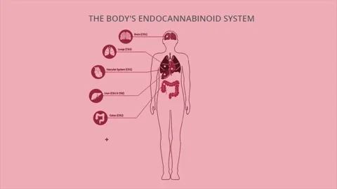 Animated endocannabinoid system on red background Stock Footage 155303483