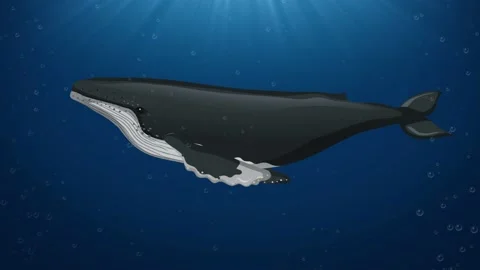 An Animated Exploration of Whale Anatomy Stock Footage 240077232