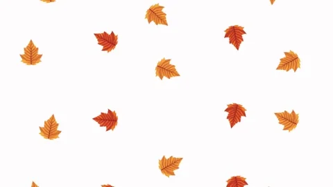 Animated fall maple leaves falling on white background in slow motion loop .. 스톡 동영상 339336618