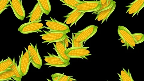 Animated Falling Corn Cobs with Green Husks on Black Background Stock Footage 339043357