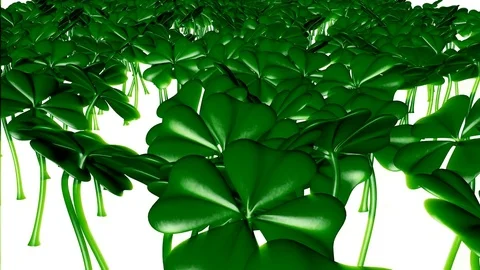 Animated Field of Shamrocks Stock Footage 71893921