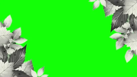 Animated flower frame on green screen	 Stock Footage 151238495