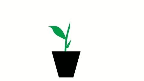 Animated flower growth on white background Stock Footage 142180701
