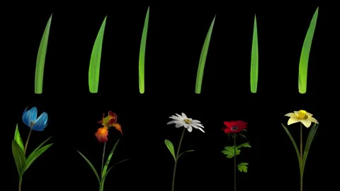 Animated Flowers &amp; Grass in Wind Stock Footage 327980916