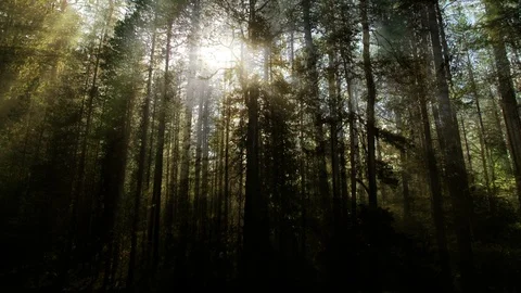Animated Forest Background Vídeos de archivo 99651306