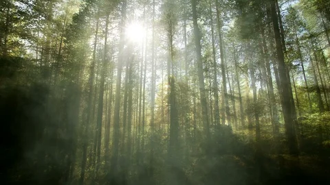 Animated Forest Background Stock-Footage 99653071