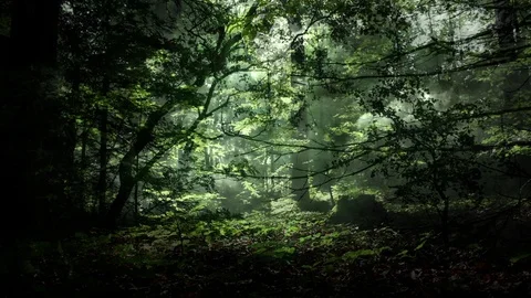 Animated Forest Background Vídeos de archivo 99654979
