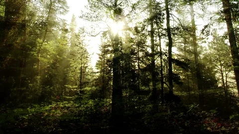 Animated Forest Background 스톡 동영상 99655400