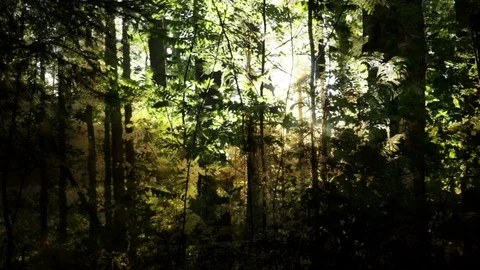 Animated Forest Background Видео 99655995