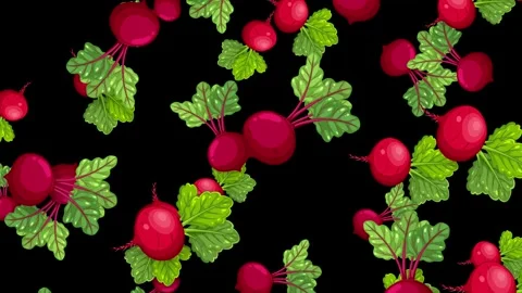 Animated Fresh Red Beetroots Falling Against a Solid Black Background Stock Footage 342118154