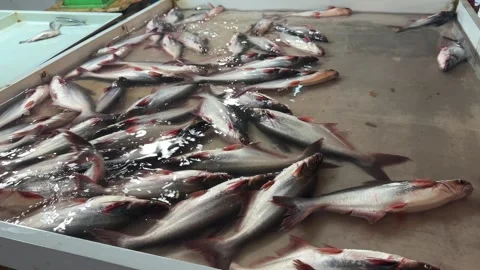 Animated Freshwater Catch: Silver-Scaled Fish Stirring Water in a Lively Ma.. Video stock 325880359