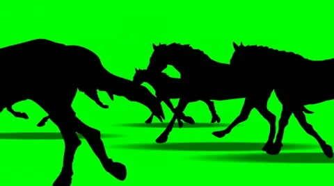 ANIMATED GALLOPING HORSES Stock Footage 10907979