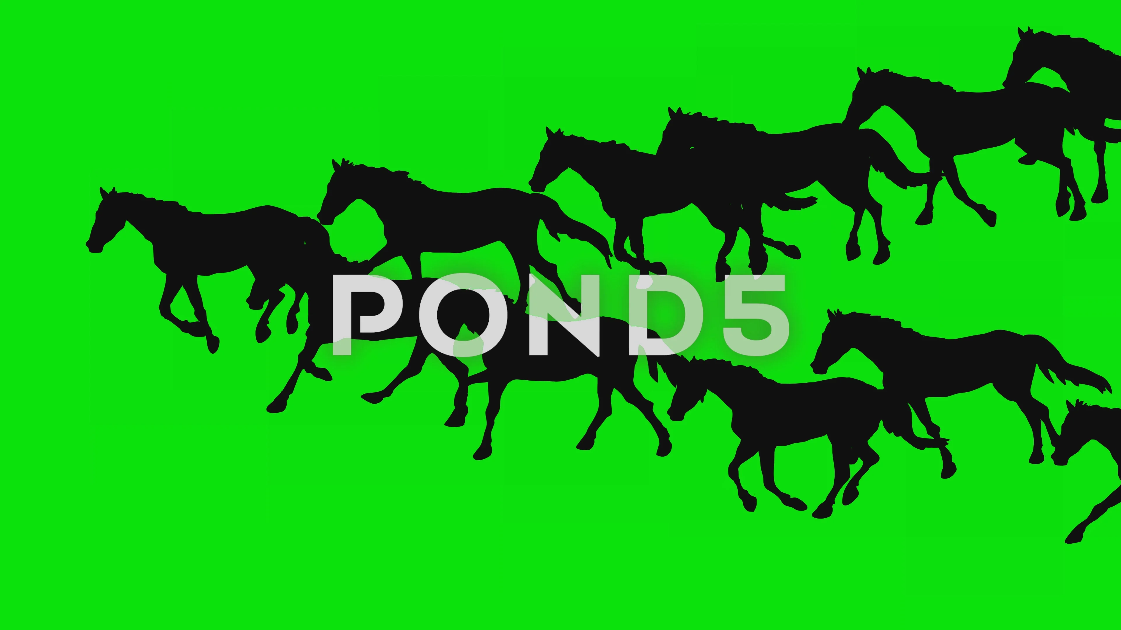 ANIMATED GALLOPING HORSES Hand drawn an... | Stock Video | Pond5