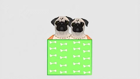 Animated gift box with two Pugs on a empty background. Stock Footage 150745272