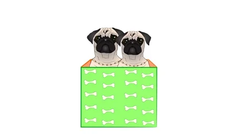 Animated gift box with two Pugs. White and blank background. Stock Footage 150745330
