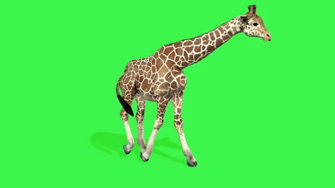 Animated giraffe walking on a green screen background Stock Footage 321262798