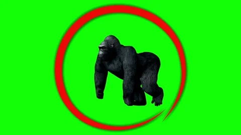 Animated gorilla illustrations with green screen and red circles 스톡 동영상 335277553