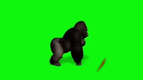 Animated Gorilla Walking on Green Screen Background with Red Circle Overlay for Video stock 338332111