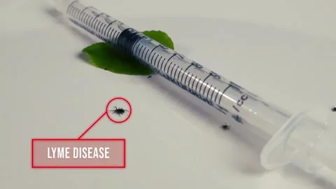 Animated Graphic Explaining Lyme Disease and Ticks Vidéo 340846869