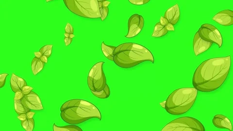 Animated Green Basil Leaves Falling Against a Bright Green Background Stock Footage 345311222