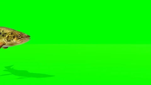 Animated green screen video of perch fish Stock Footage 264212017