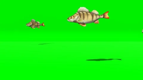 Animated green screen video of perch fish Stock Footage 264212065