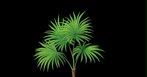 Animated Growth of a Tree Isolated on Transparent Background Vidéo 336391428