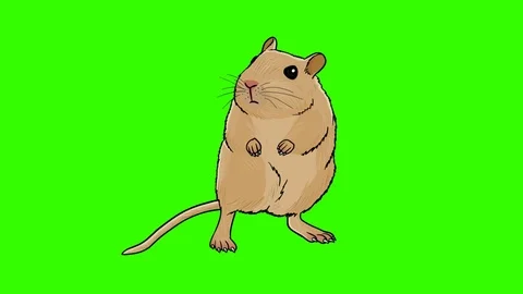 Animated Hamster: Green Screen + Matte, Looping Video stock 72709525