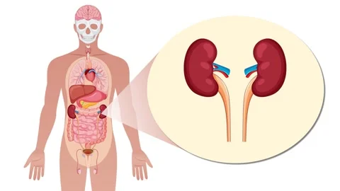Animated human body with detailed internal organs zooming into the kidneys .. Stock Footage 333940138
