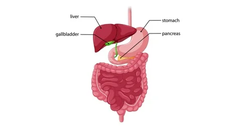 Animated human digestive system labeling organs like stomach liver gallblad.. Stock Footage 333936301