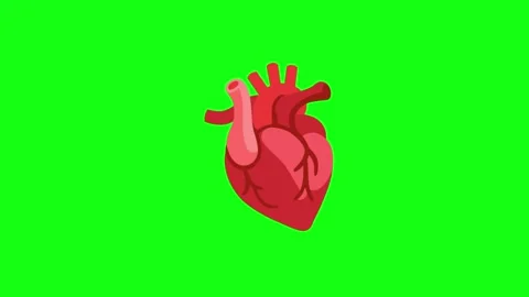 Animated Human Heart Green Screen Loop 動画素材 337924067