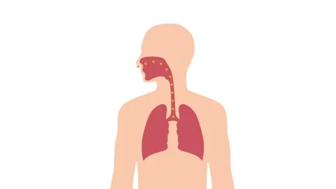 Animated Human Respiratory System Breathing Cycle Stock Footage 317765667