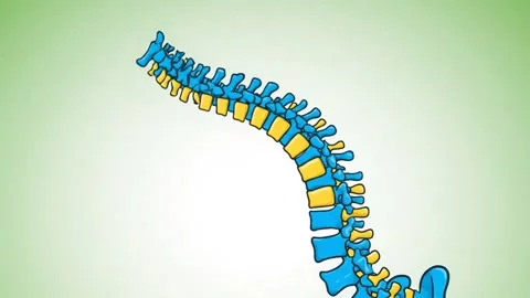 Animated Human Spine Diagram Stock Footage 324740902
