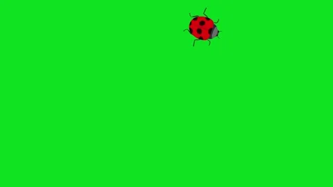 Animated ladybugs crawling on a vibrant green background for nature scenes 库存影片 342620987