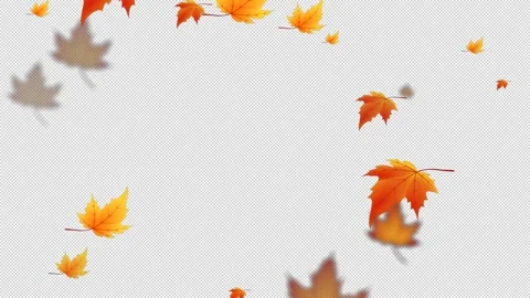 Animated leaf falling. autumn maple leaves fall on alpha Stock Footage 278280033