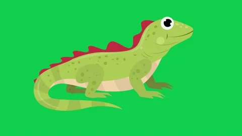Animated lizard on green screen ideal for nature wildlife and biology Stock Footage 309102027
