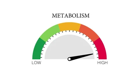 Animated Metabolism Speed Indicator Low to High Suitable for Health Vídeos de archivo 314754384