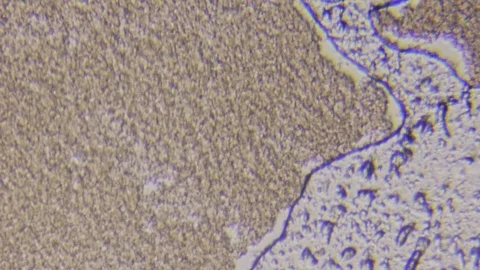 Animated microscopic substance Stock Footage 122139466