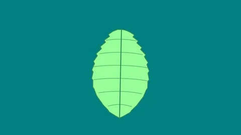 Animated Mint Leaf Floating on Teal Water Surface with Detailed Veins and G.. Stock-Footage 346007119