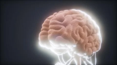 Animated model of human brain Stock Illustration