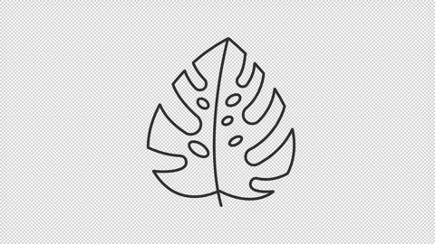Animated monstera deliciosa leaf line icon Stock Footage 342242363