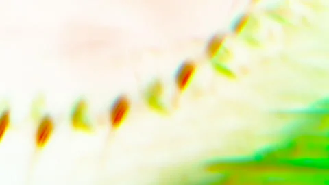 Animated Neon Patterns and Abstract Forms in Motion Optical Prism Dance Stock Footage 304397329