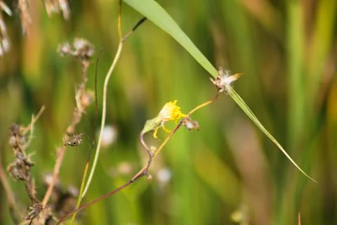 Animated oat closeup view with selective focus on foreground Foto stock