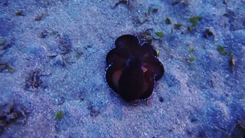 Animated Octopus Running on Ocean Floor Stock Footage 307468704