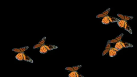 Animated Orange Butterflies - Black Background 스톡 동영상 291291406