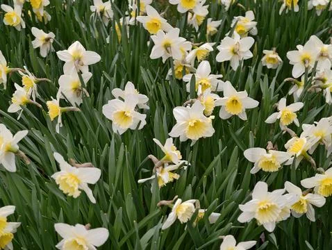 An animated outdoor setting where multitude of daffodils create vibrant flo.. Stock Photos