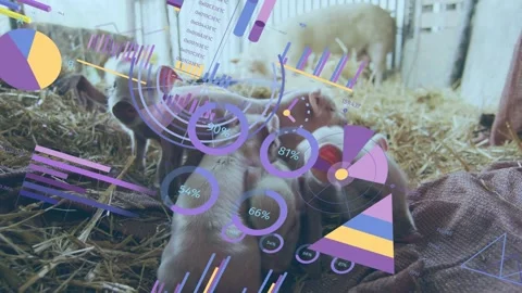 Animated overlay appearing piglets nursing grouping left piglet rising charts Stock Footage 333278616
