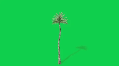 Animated palm tree with coconuts on green screen background perfect Stock Footage 309101969