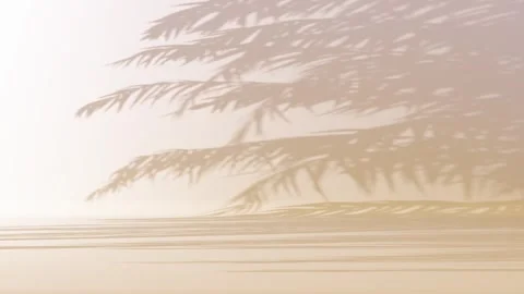 Animated Palm trees shadows, 3d render studio background with soft lighting Stock Footage 346168562